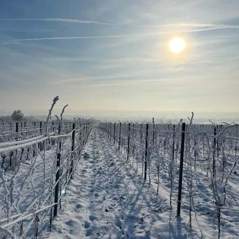 Weinberg im Winter bei Eppelsheim
